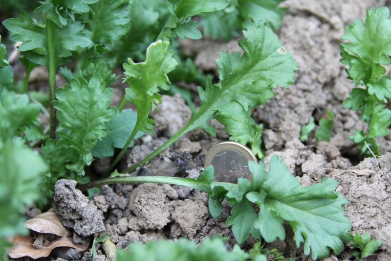 Pflanzen in meinem Beet mit 1 Euro Münze