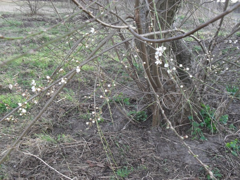 wildkirsche