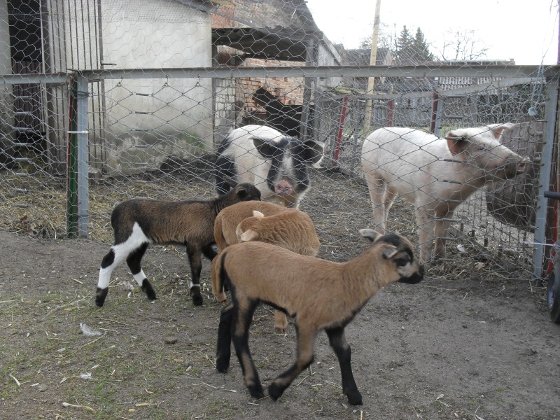 lämmer