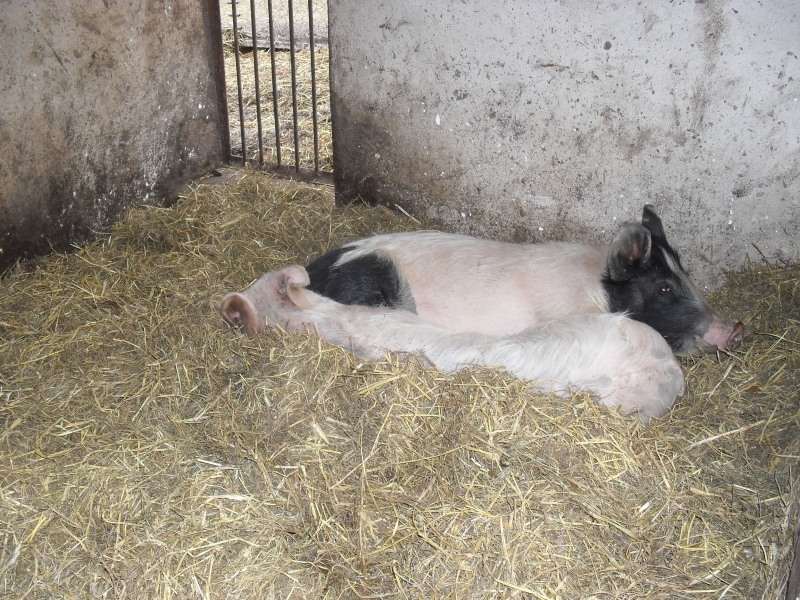 schweinekuscheln