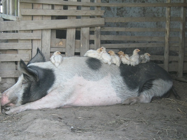 susi+chicks.JPG