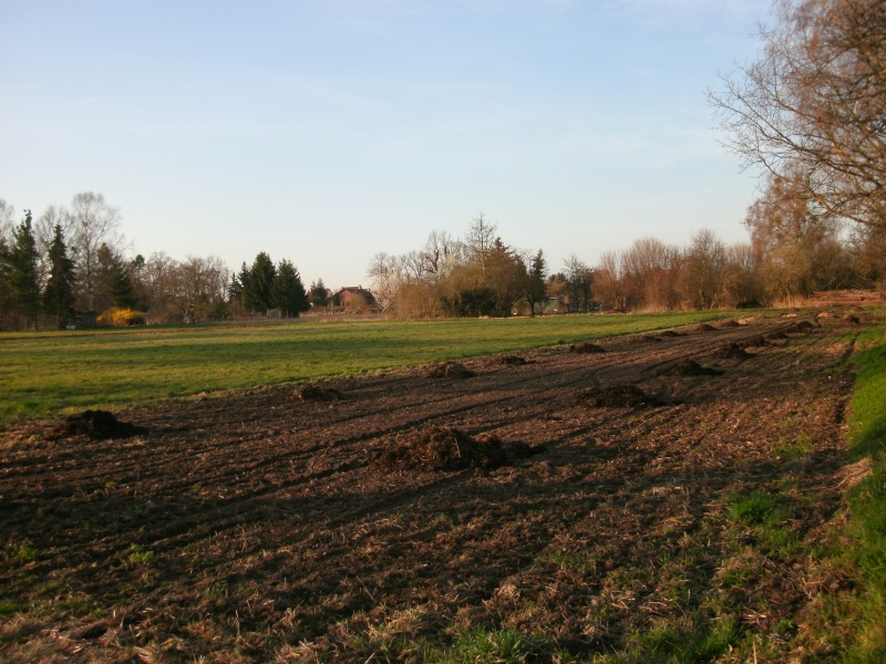 morgens auf dem feld...