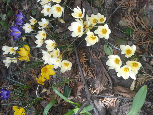Krokusse. Das war am 11. April!!! Die sind heuer schon längst verblüht!