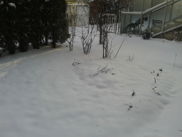 So sahs vor einem Jahr aus!! Heuer ist alles einen ganzen Monat früher als letztes Jahr... Das ist der nordostseitige Garten, meine Fläche geht aber leider nur bis zu den Rosensträuchern/Hibiskus im Hintergrund.