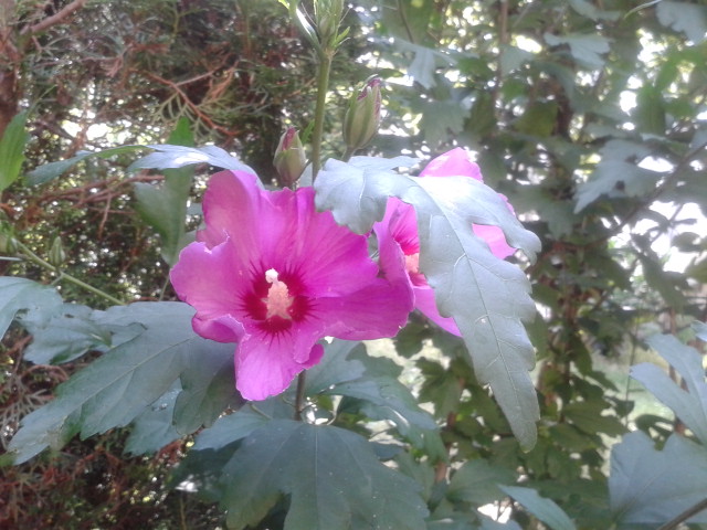 20130726_095510.jpg