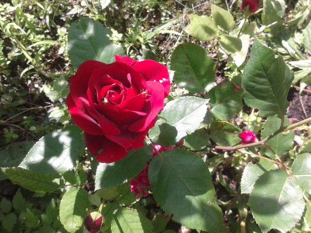 20130627_091350.jpg