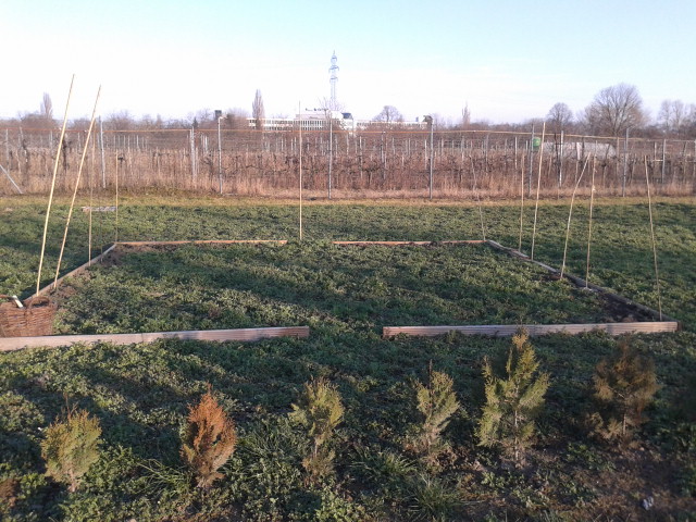Blick nach Osten. Grenze ist der Zaun, dahinter ist ein Weingarten.