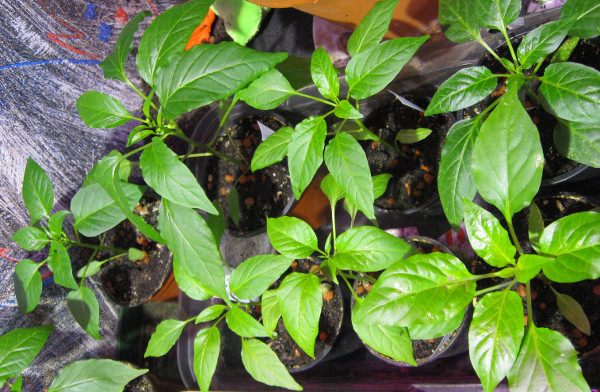 Paprika_nach_10_Wochen_1.jpg