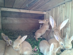 Die jungen Mischlinge mit ihrer Mutter