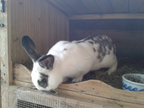 Der einjährige Rammler