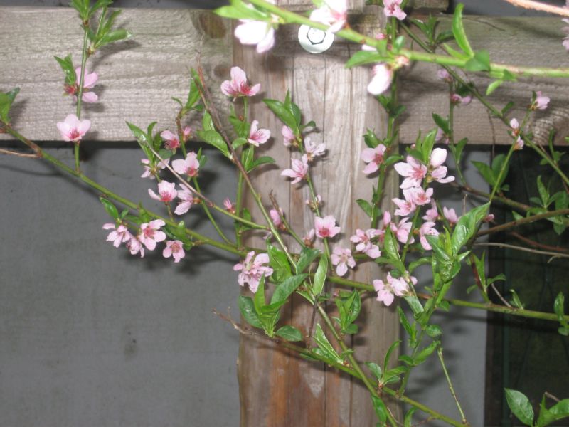 Garten 04 002.jpg