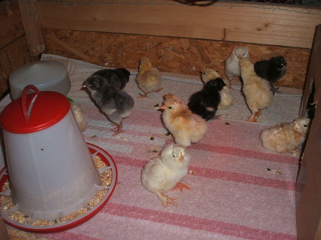 k-küken.jpg