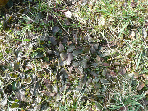 Was ist das für eine Pflanze 20110325 P1090590.JPG