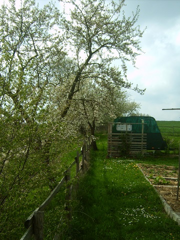 kirschblüte1.jpg