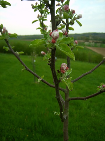 apfelblüte.jpg