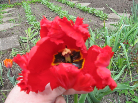 rote_Tulpe.jpg