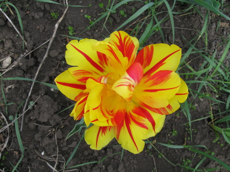 gelb_rote_Tulpe.jpg