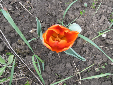 orange_Tulpe.jpg