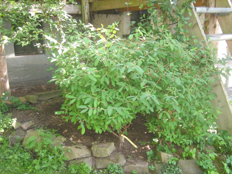Mai2014 007.jpg