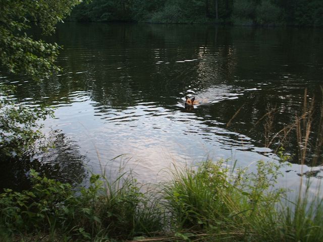 k-fenn_hund.jpg