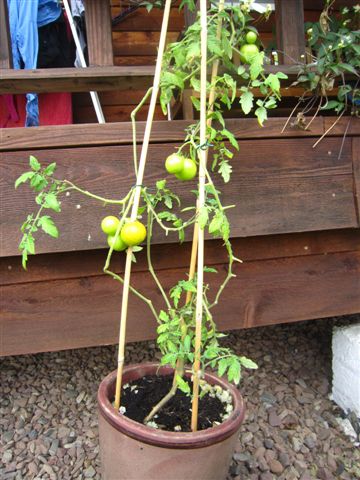 2013er Tomate am 20. Mai 2014