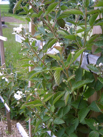 brombeeren.jpg