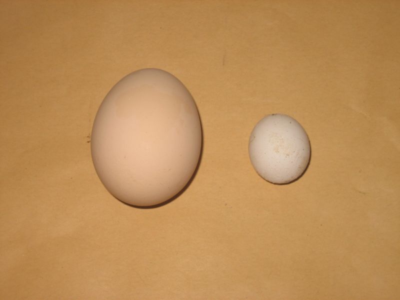 Eier.jpg