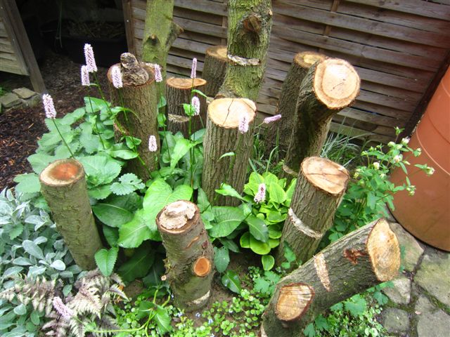 Shitake, Austernpilze und Stockschwämmchen