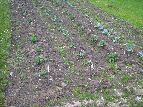 IMG00007.JPG
