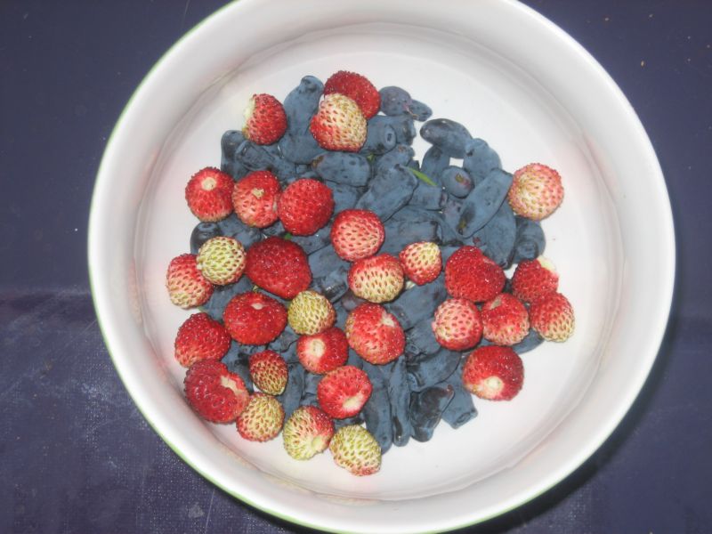 Beeren.jpg