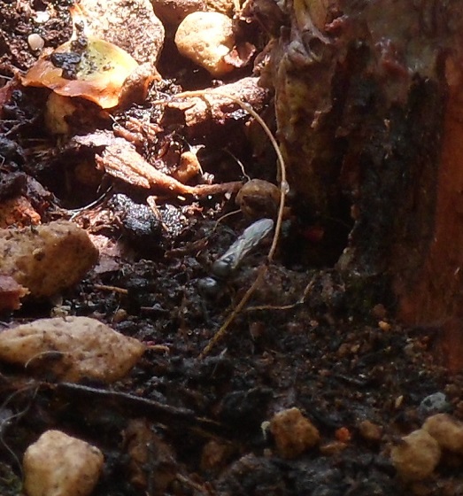 schadinsekt 008ba.jpg