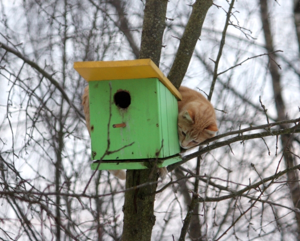 Frecher Kater!!!