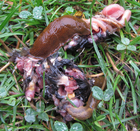 Nacktschnecken_bei_der_Arbeit.jpg