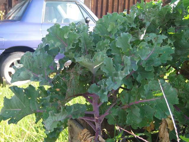 flower sprout early.JPG