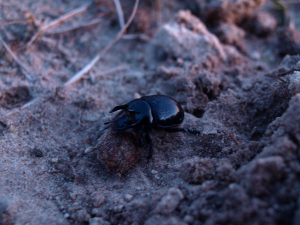 Stierkäfer auflösung .JPG