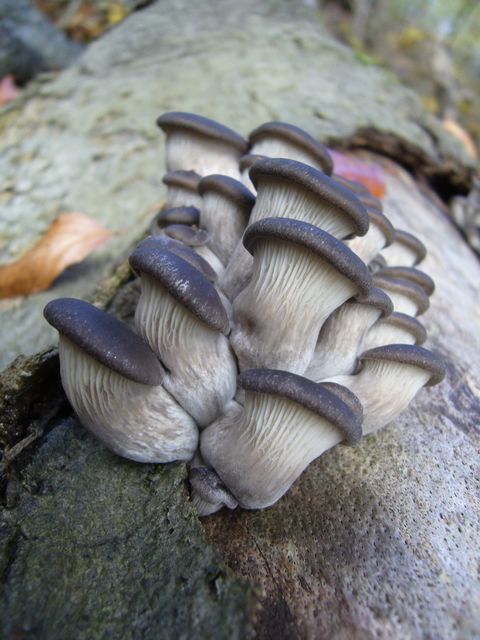 Die Pilzchen sind noch ziemlich klein - auffällig, die Dickstieligkeit!