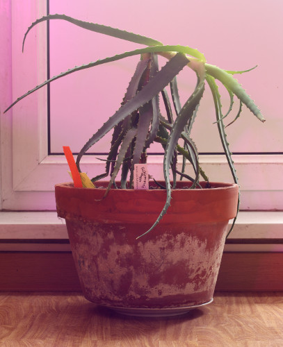 R_I_P_Aloe_arborescens.jpg