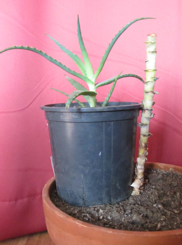 Aloe_arborescens_Kind.jpg