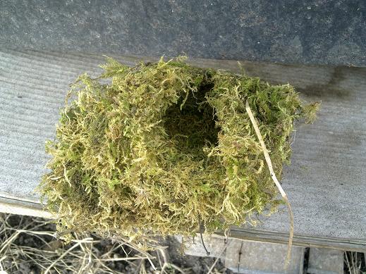 nest2.JPG