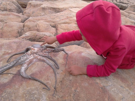 octopus.JPG