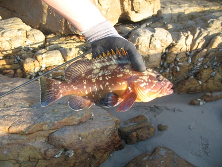 rock cod.JPG