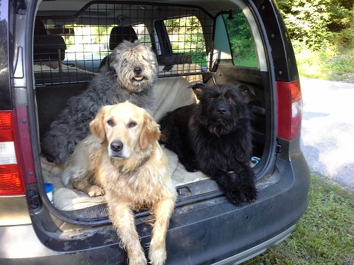 Unsere drei Rabauken Bodo, Boomer und Nero