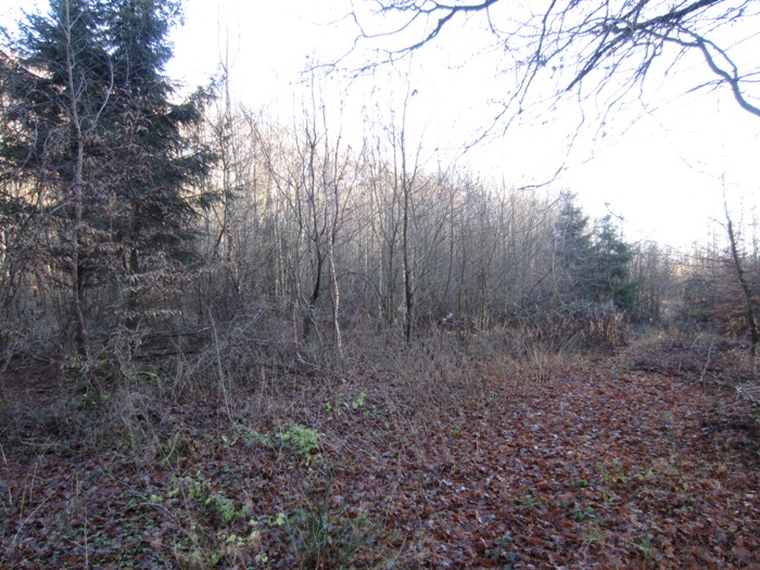 Wald 3.jpg