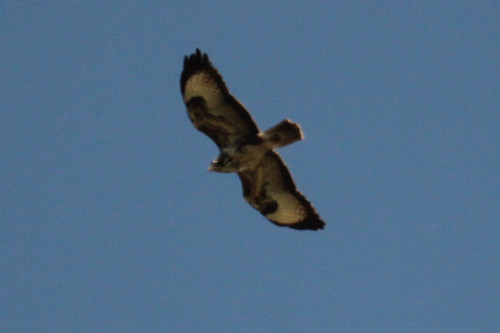 Greifvogel.jpg