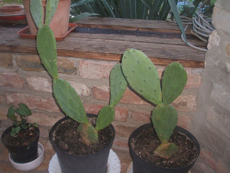 k-kaktusfeige.jpg