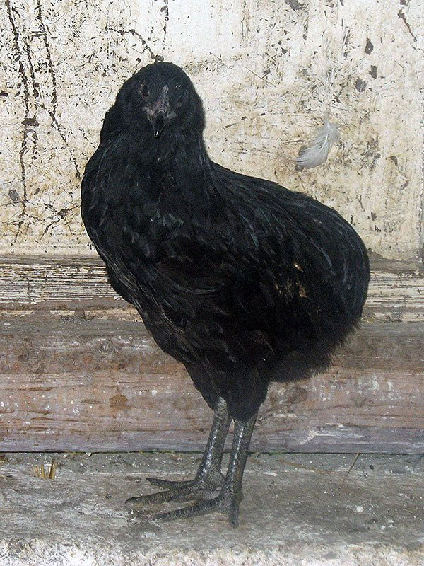 Tante Mimi - Araucana