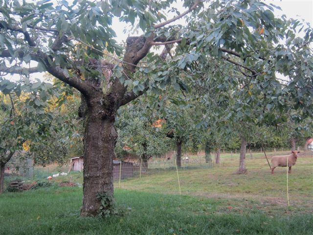 Sooo schöne alte Obstbäume!