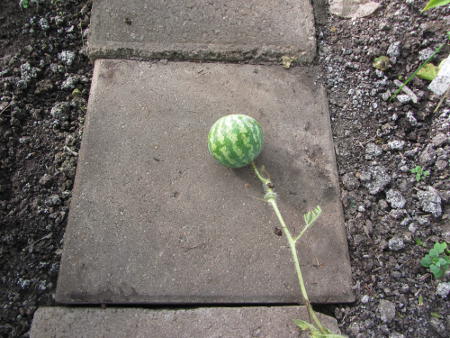 niedliche-Melone.jpg