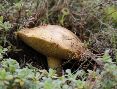 unbekannter-Pilz-1.jpg