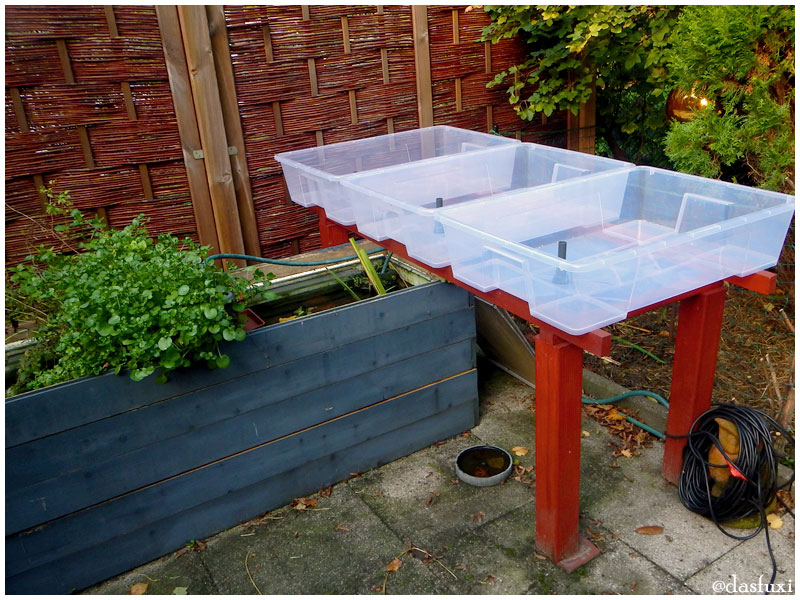 Schritt für Schritt zum Aquaponiksystem